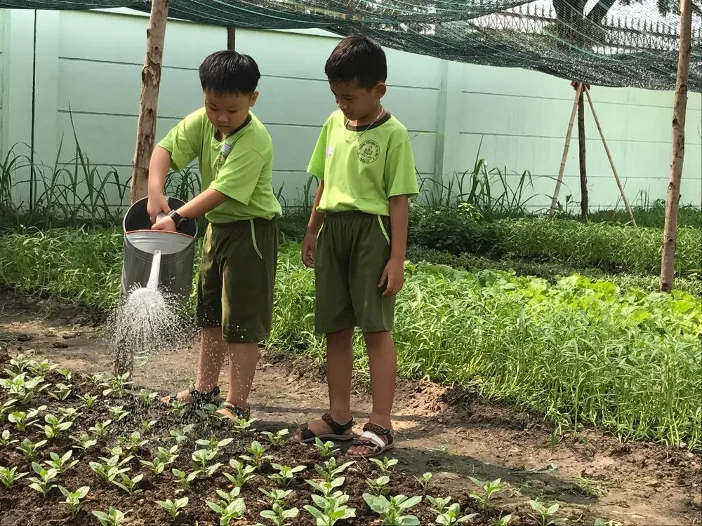 Tranh thủ tưới nước cho những luống rau còn nhỏ